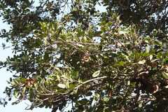 Manilkara roxburghiana
